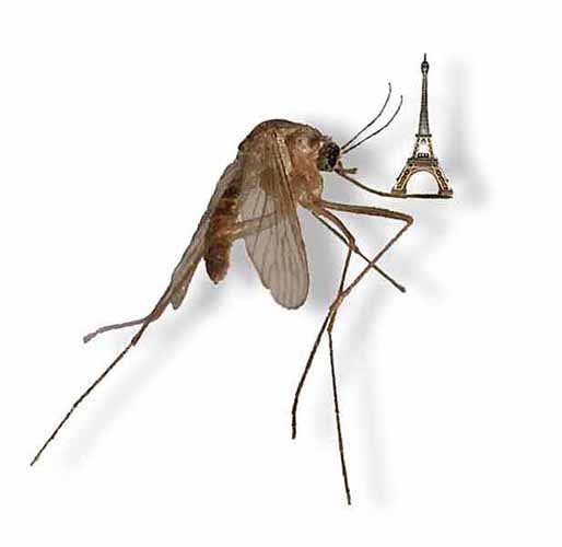 http://commons-wikimedia-org-s.njmu.s5.bt8.net/wiki/File:Komarikmicro.jpg Image: Wikimedia Commons